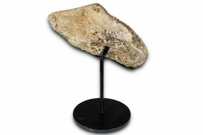 Dinosaur (Triceratops) Frill Shield Section - South Dakota #350619